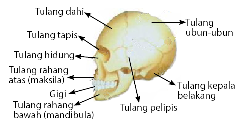 tulang tengkorak