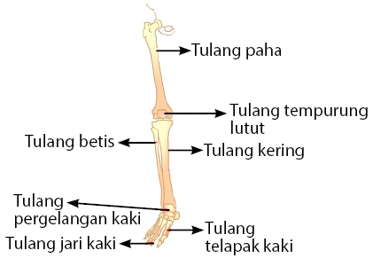 tulang anggota gerak bawah