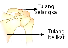 tulang bahu