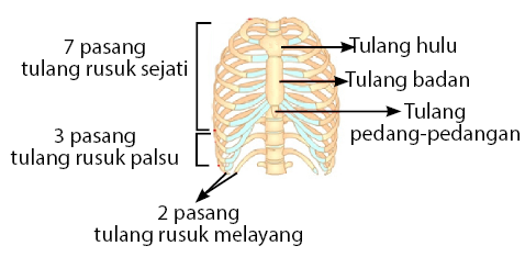 tulang dada dan tulang rusuk