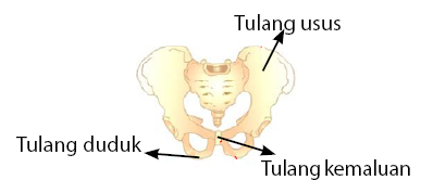 tulang panggul